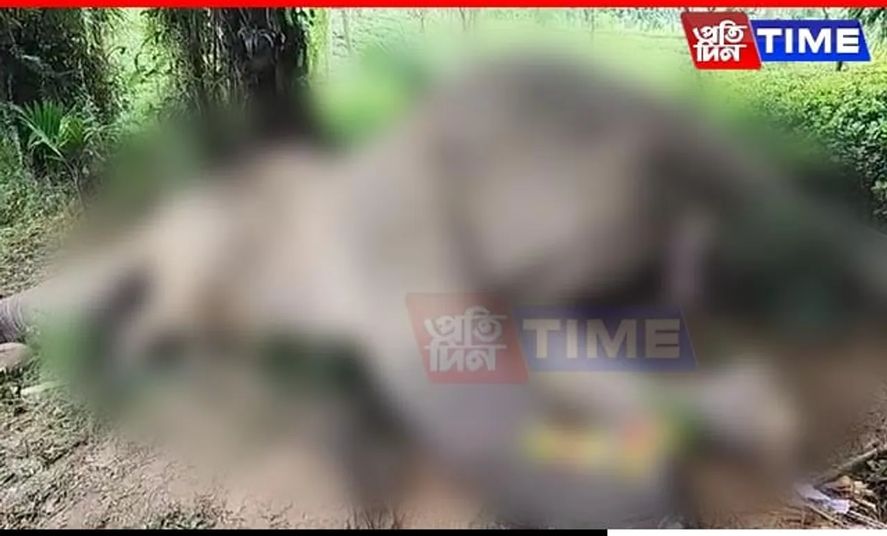Assam: Wild Elephant Found Dead in Margherita